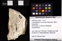 Foto (Objket + Etiketten) von Cracensigillatus acutirostris (Moericke, 1889) 